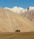 caravan travellers riding camels Nubra Valley